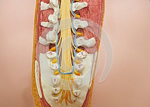 View from the back of human lumosacral spine model