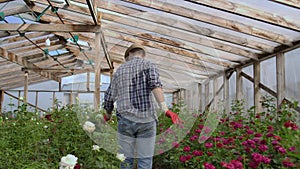 View from the back: A man walks in a greenhouse inspecting roses in gloves