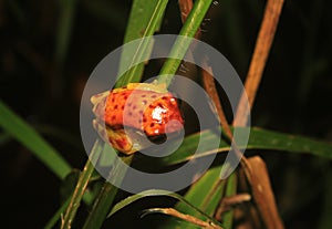 View of the back from a red skirted tree frog, dendropsophus rhodopeplus, with black stipes siting on a thin green stem photo