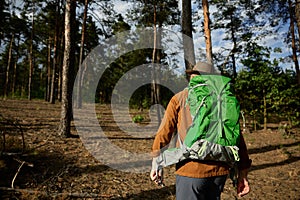 Senior man tourist with backpack walking in forest, view from back