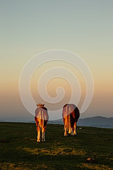 View from back of two horse pasturing on top of a mountain at sunset