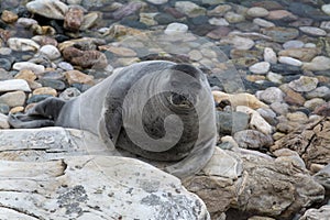 View of the Baikal seal (nerpa)