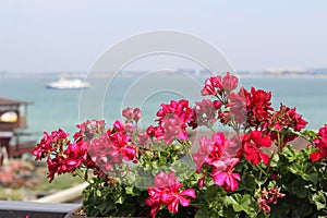 View from the balcony of the beautiful red flowers and the sea Bay with boat and ships