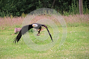 A view of a Bald Eagle