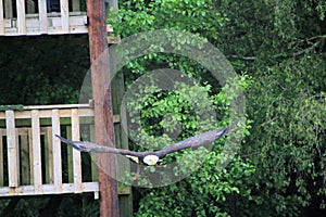 A view of a Bald Eagle