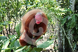 View of a Bald Uakari monkey in the Amazon Rainforest near Iquitos, Peru. photo