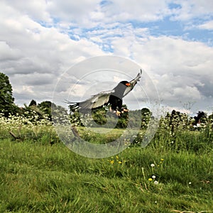 A view of a Baleteur Eagle in flight