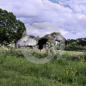 A view of a Baleteur Eagle in flight