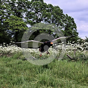 A view of a Baleteur Eagle in flight