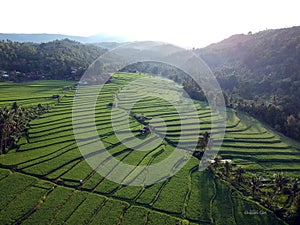 View of Bali's Rice Terraces: The Beautiful Art of Agriculture