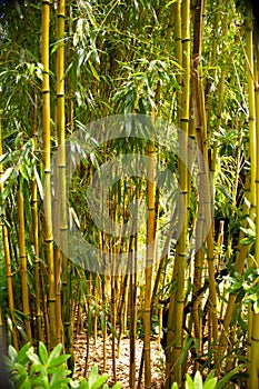 View of a bamboo forest, Bambusoideae, belongs to the sweet grass family