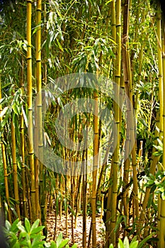 View of a bamboo forest, Bambusoideae, belongs to the sweet grass family photo
