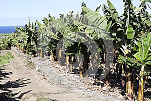 View From The Banana Plantage