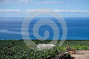 View on banana plantation