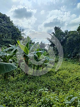 View of the banana plantation next to the house photo