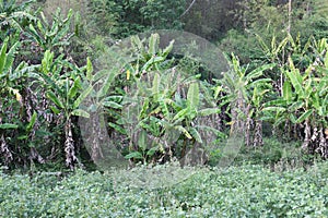 View of a banana tree farm in Thailand