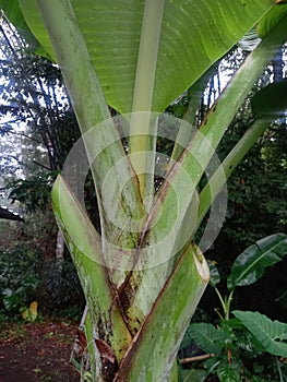 view of banana tree shoots with fronds and dewy fresh green leaves