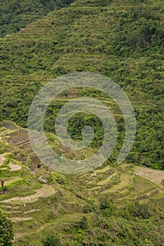 View of the Banaue Rice Terraces, a famous landmark in the province of Ifugao, Philippines