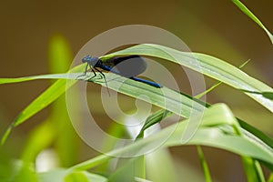 View on banded demoiselle. Close-up of a blue Dragonfly at the Lake. Dragonflies Calopteryx splendeus .