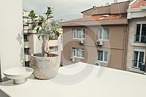 view of bansai tree in flowerpot