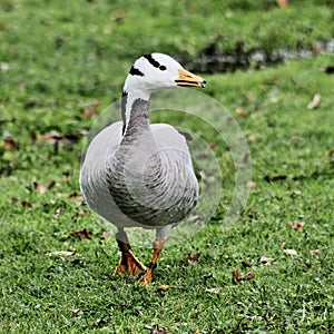 A view of a Bar Headed Goose