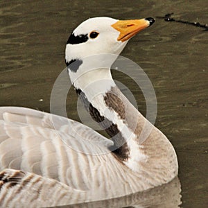 A view of a Bar Headed Goose