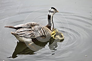 A view of a Bar Headed Goose