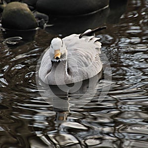 A view of a Bar Headed Goose