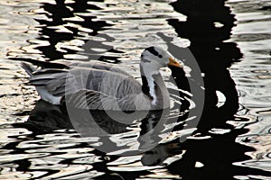 A view of a Bar Headed Goose