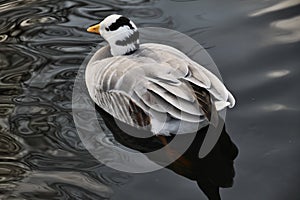 A view of a Bar Headed Goose