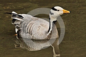 A view of a Bar Headed Goose