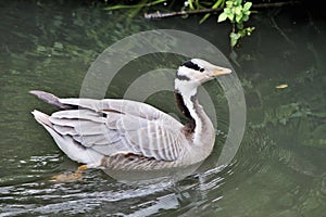 A view of a Bar Headed Goose