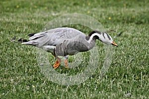 A view of an Bar Headed Goose