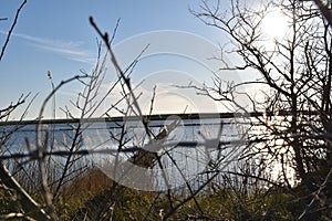 View of the barbed wire in the branches with the paths on the background sea