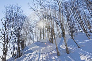 View of bare leafless tree in a snow winter woodland landscape.