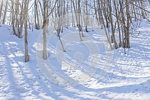 View of bare leafless tree in a snow winter woodland landscape.