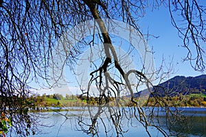 View through bare tree branches on blue lake under blue sky