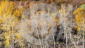 View of bare trees in colorful forest of park