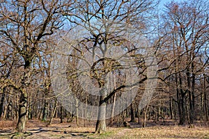 View of bare trees in the grove in early spring