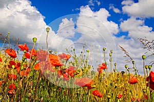 View on barley grass field in summer with red corn poppy flowers Papaver rhoeas against blue sky with scattered cumulus clouds
