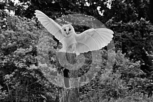 A view of a Barn Owl in flight