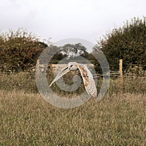 A view of a Barn Owl in flight