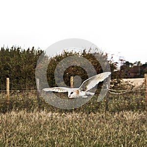 A view of a Barn Owl in flight