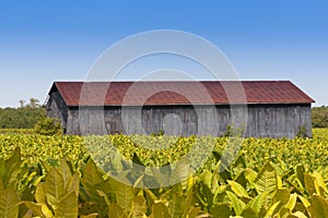 View of barn and tobacco plants field.