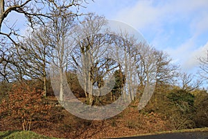 Grove of oak trees in front of sky, mild winter season in Germany at Middlerhine area photo