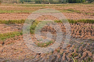 A view of the barren rice field , Thailand