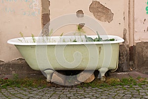 View of basic urban gardening in a defunct old bathtub