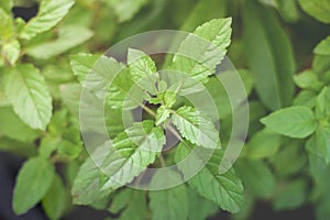 View of View of Basil