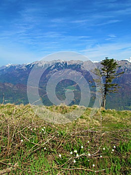 View of the Baska Grapa valley, Slovenia photo