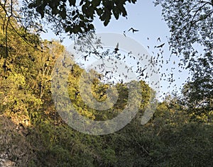 View of The Bat Volcano of Calakmul